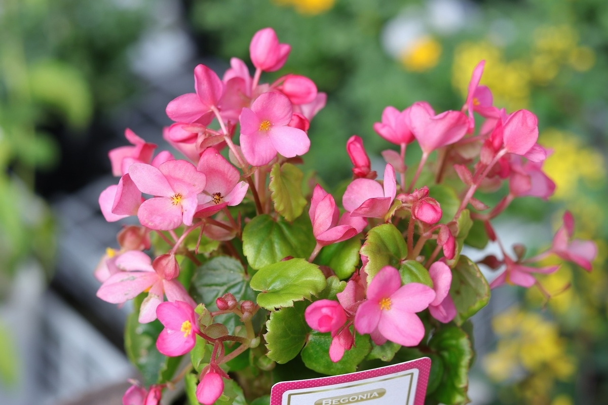 ベゴニア ラブミー 3号ポット苗 クリスマスベゴニア 寄せ植え 鉢植え 室内花 お洒落 おしゃれ 可愛い かわいい 秋の花 冬の花 花 苗 初心者