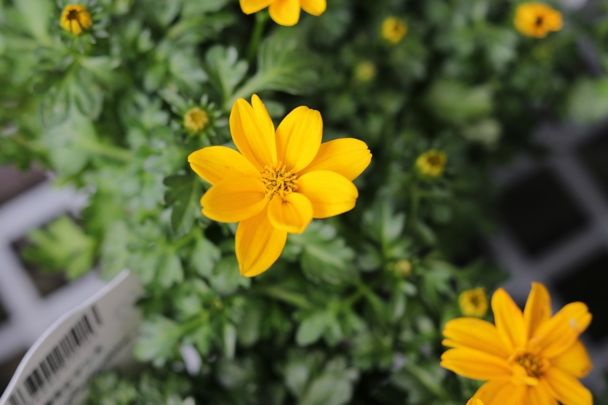 ビデンス ハッピーエンパイア 3〜3.5号ポット苗 寄せ植え 鉢植え 花壇 お洒落 おしゃれ 可愛い かわいい 春の花 秋の花 冬の花 花 苗 初心者