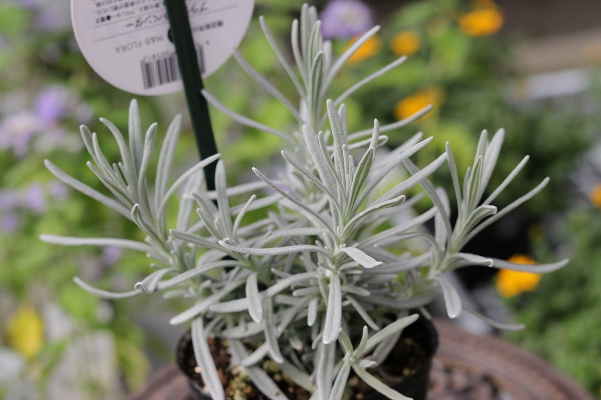 イングリッシュラベンダー プラチナラベンダー 3〜3.5号ポット苗 ラベンダー ハーブ 寄せ植え 花壇 鉢植え お洒落 可愛い 常緑樹 春の花 秋の花 花 苗 初心者