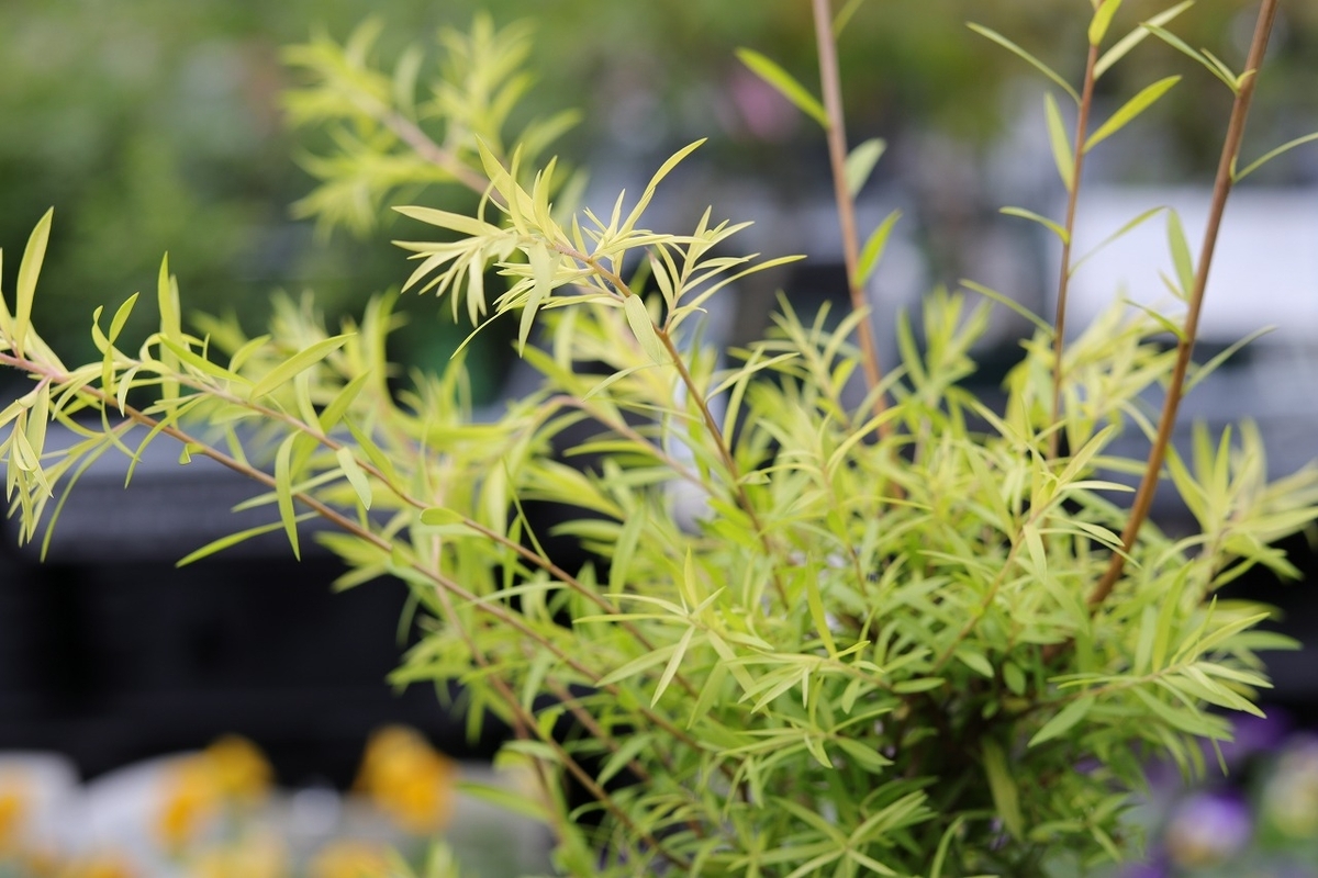 メラレウカ レボリューションゴールド 2.5〜3号ポット苗 寄せ植え 花壇 鉢植え 地植え 植木 苗木 お洒落 おしゃれ 可愛い かわいい 夏の花 花 苗 常緑樹 カラーリーフ
