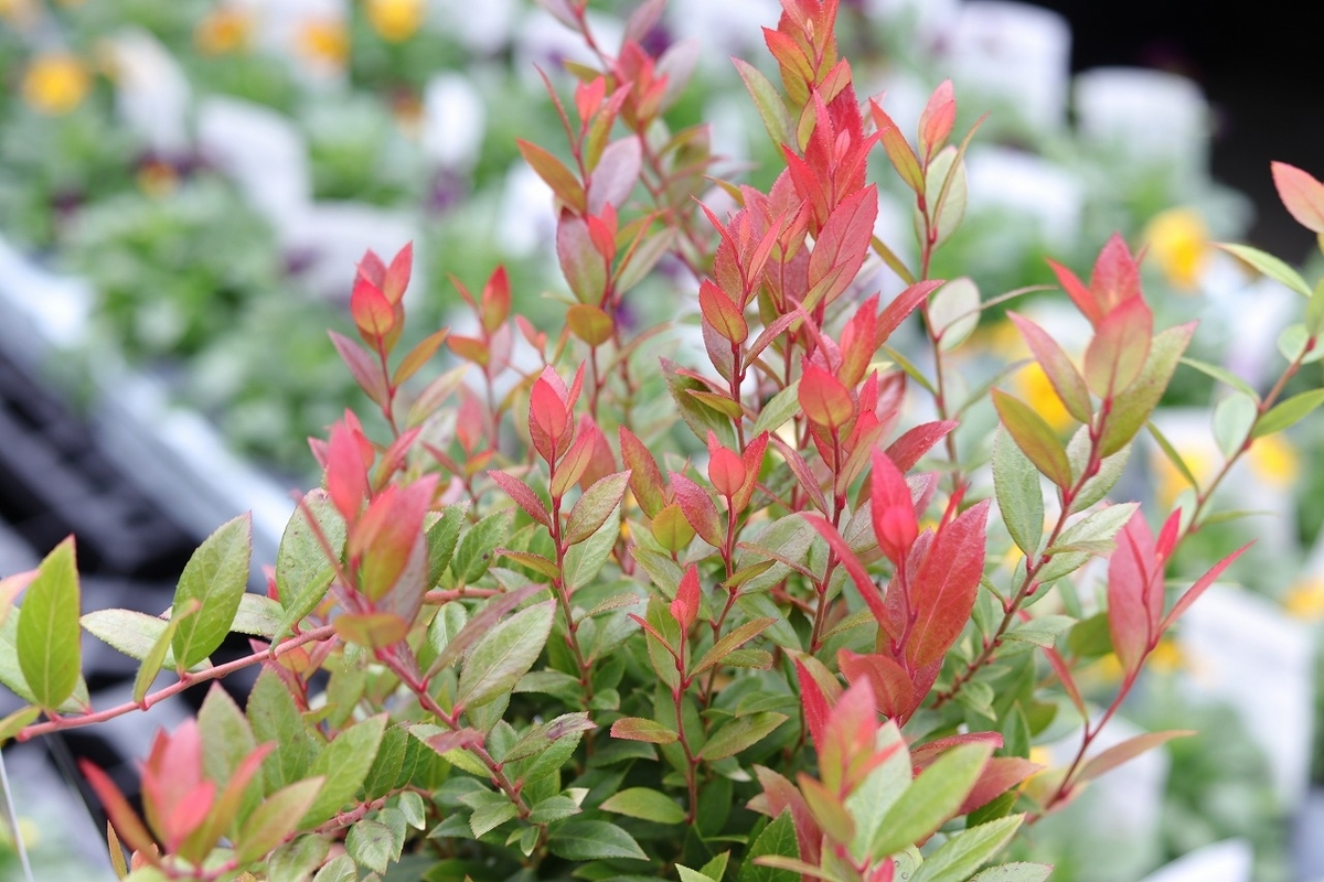 西洋イワナンテン リトルフレーム 5号ポット苗 岩南天 寄せ植え 花壇 鉢植え お洒落 おしゃれ 可愛い かわいい 苗木 苗 初心者 カラーリーフ
