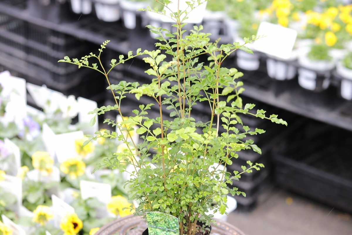 シマトネリコ 3号ポット苗 トネリコ 植木 苗木 常緑樹 観葉植物
