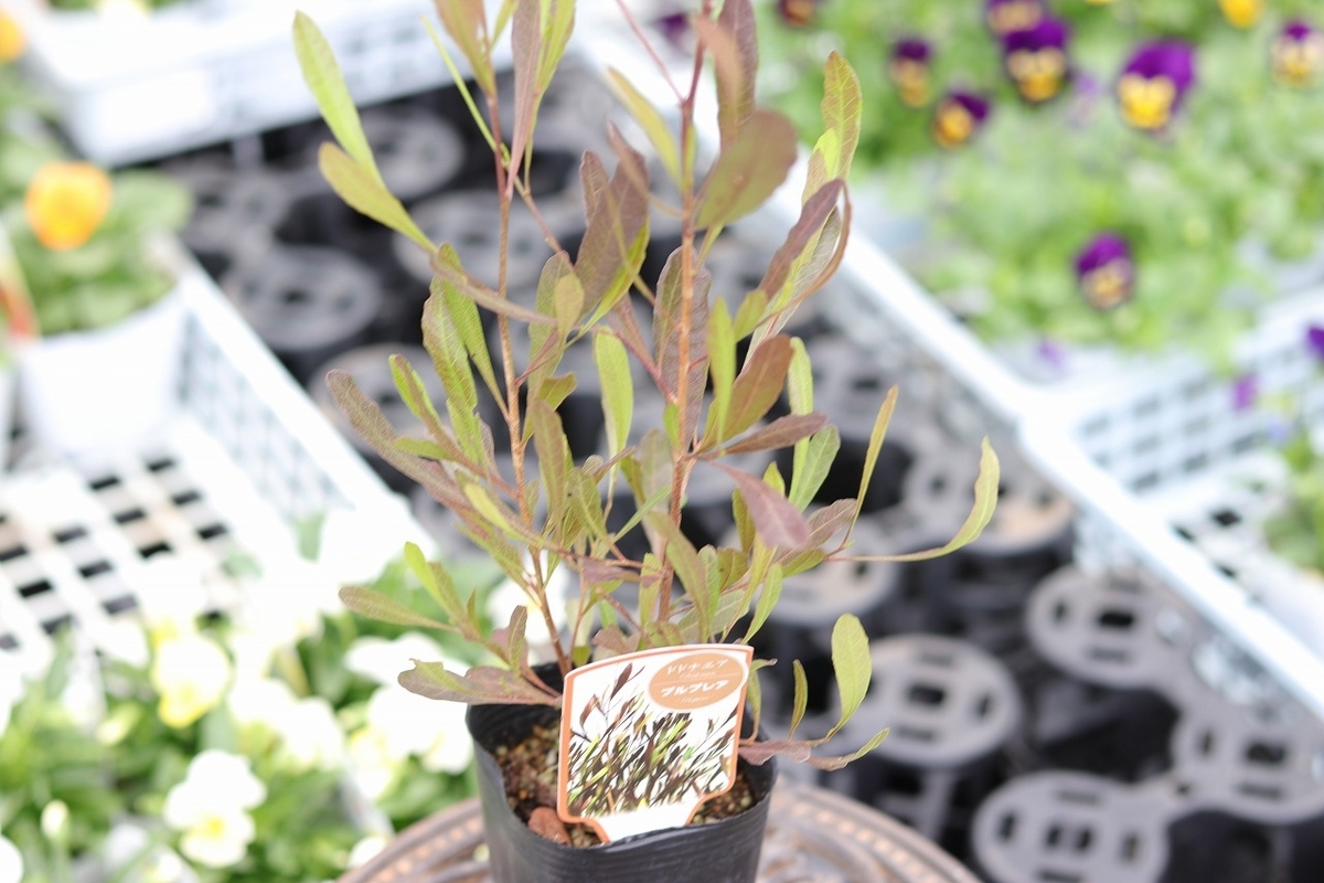 ドドナエア パープレア (ポップブッシュ) 3号ロングポット苗 寄せ植え 花壇 カラーリーフ
