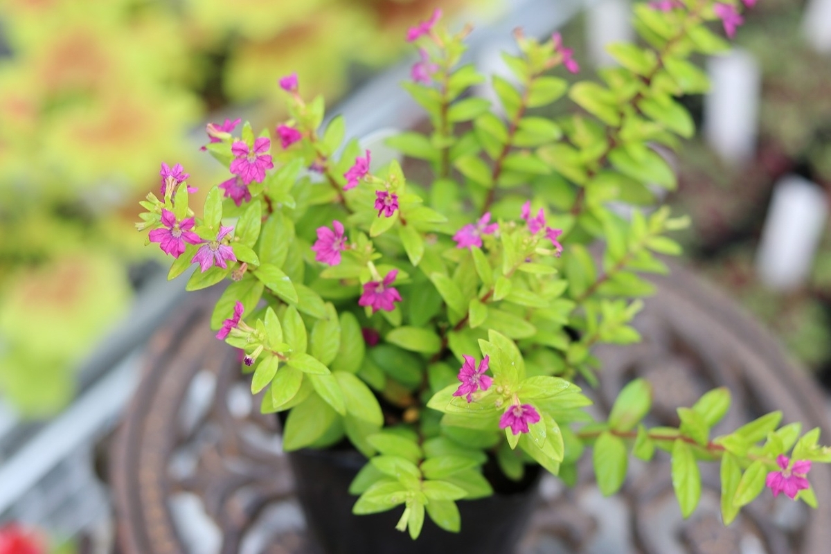 クフェア ゴールドデコレーション 2.5～3号ポット苗 寄せ植え 鉢植え 花壇 お洒落 おしゃれ 可愛い オーレア 春の花 夏の花 秋の花 花 苗 初心者 カラーリーフ