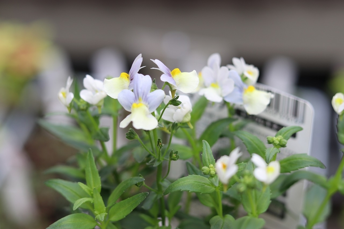 宿根ネメシア ピンクレモネード 3号ポット苗 寄せ植え 花壇