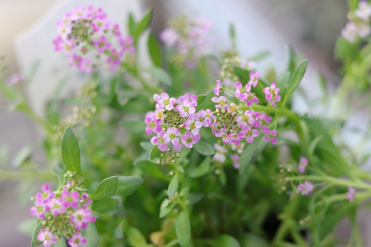 アリッサム ディープピンク 2.5〜3号ポット苗 寄せ植え 花壇