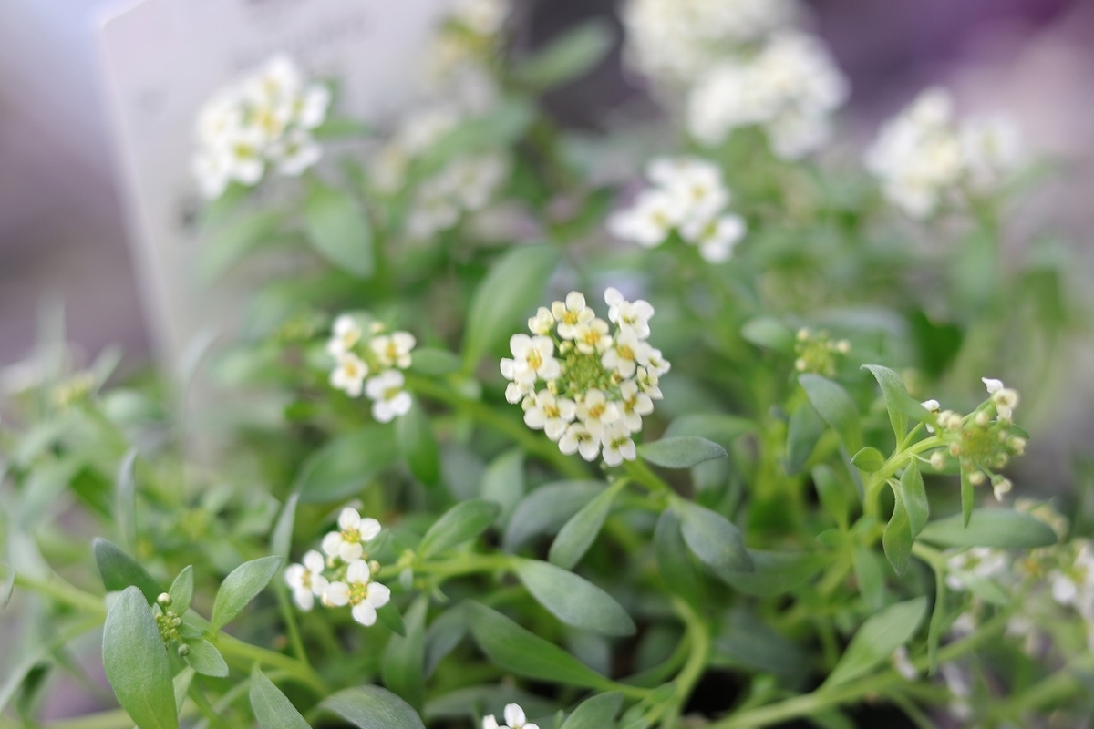 アリッサム レモン 2.5〜3号ポット苗 寄せ植え 鉢植え 花壇 お洒落 おしゃれ 可愛い かわいい 可憐 春の花 冬の花 花 苗 初心者