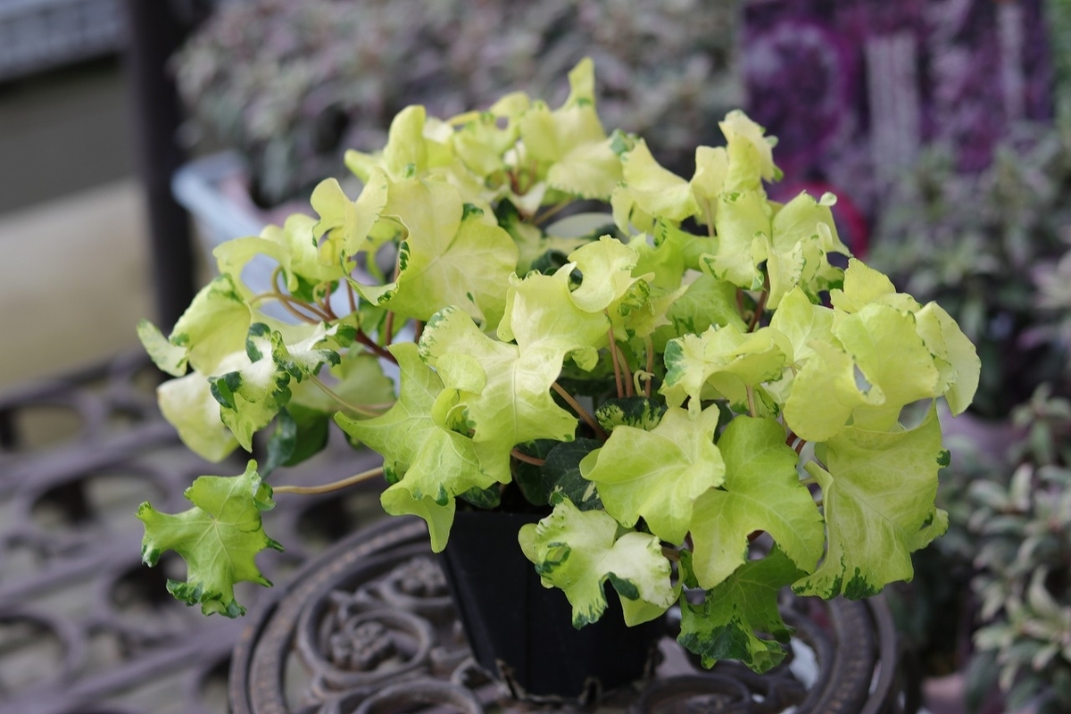 カラーリーフで彩るお庭♪ 斑入りアイビーが華やかに輝く #斑入り - GP