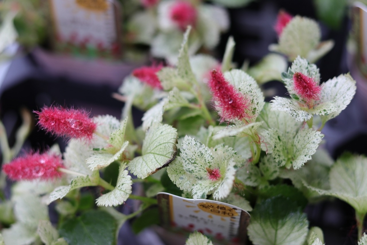 斑入り キャットテール 2.5〜3号ポット苗 寄せ植え 花壇