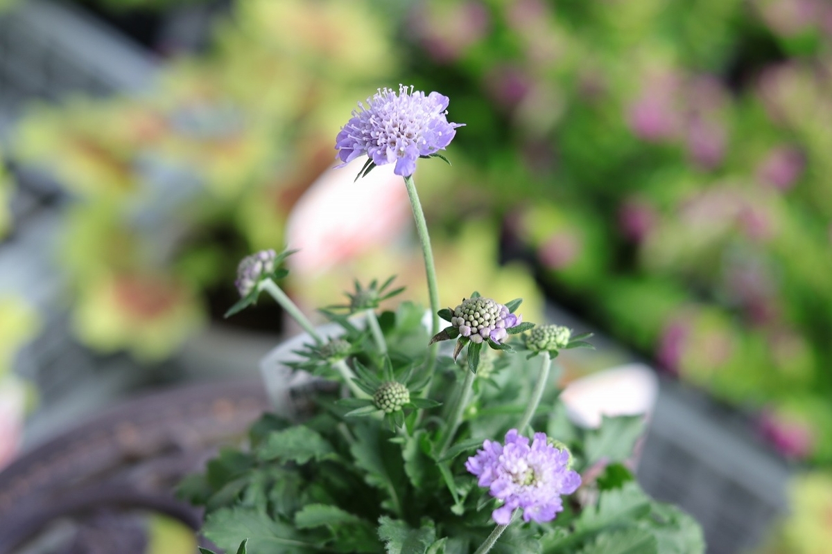 手間いらずな青い花☆寒さに強い株姿#紫の花 - GP-Yamacho