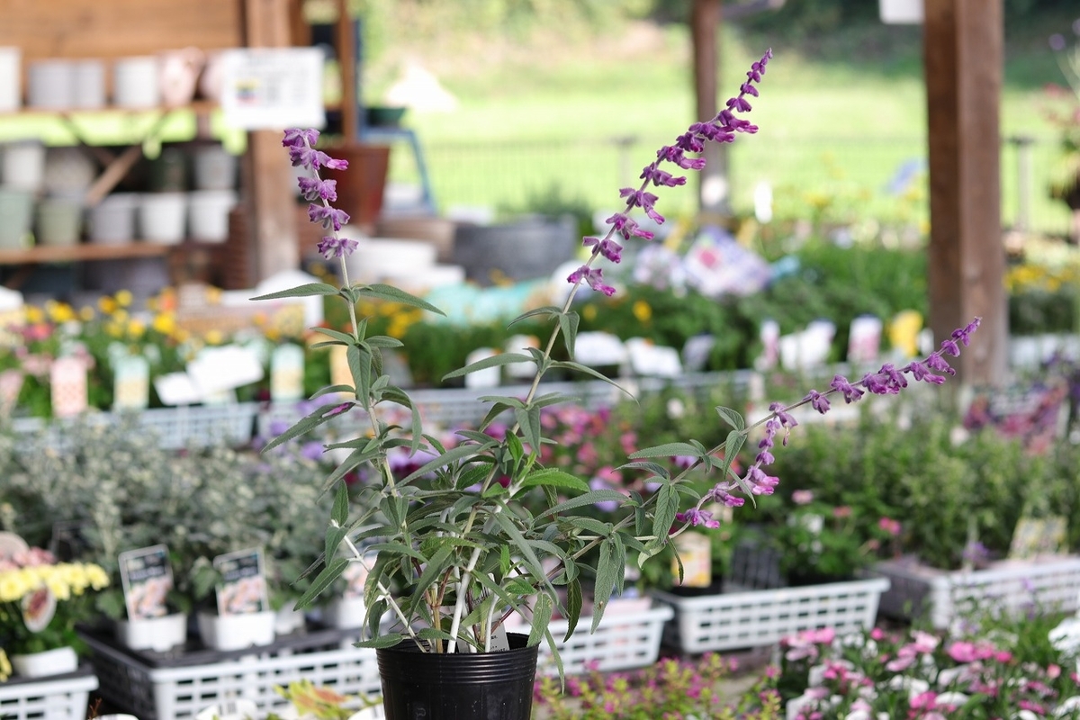 アメジストセージ 3.5号ロングポット苗 サルビア レウカンサ セージ 寄せ植え 鉢植え 花壇 お洒落 可愛い 香り ハーブ 秋の花 花 苗 初心者