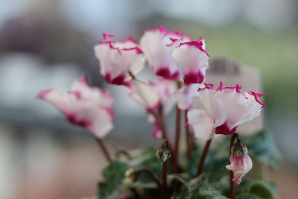 ガーデンシクラメン ビクトリア 3号ポット苗 寄せ植え 花壇
