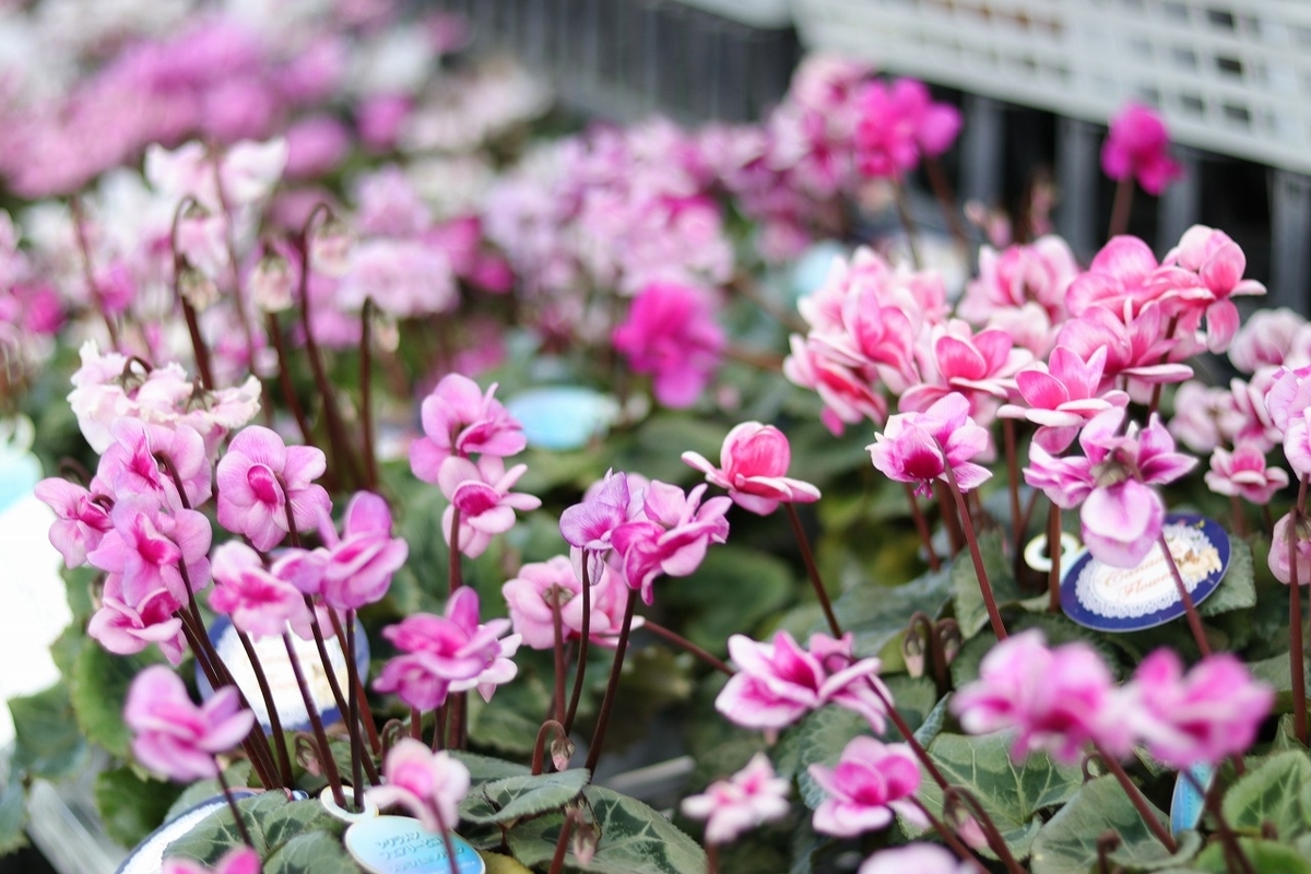 寄せ植えに使えるおすすめシクラメン5選 - GP-Yamacho