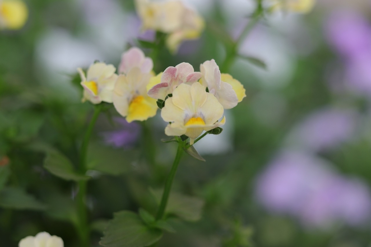 宿根ネメシア メーテル ターメリック 3.5号ポット苗 ネメシア ゲブラナガトヨ 寄せ植え 花壇 鉢植え お洒落 オシャレ 可愛い かわいい 冬の花 春の花 花