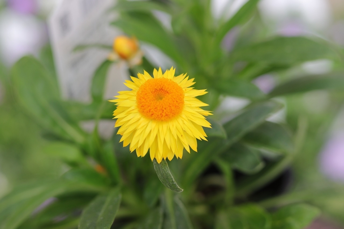 サントリー コロロ レモン 3.5号ポット苗 寄せ植え 花壇