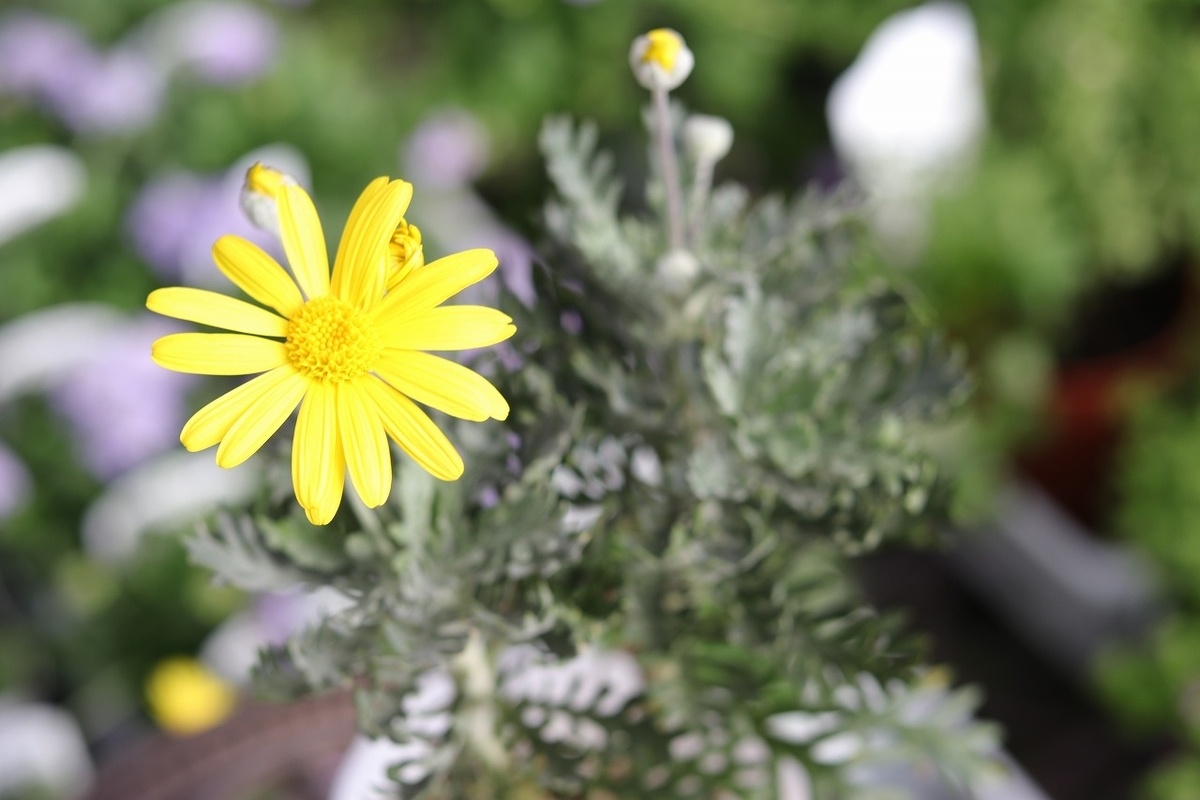 ユリオプスデージー 3号ポット苗 寄せ植え 花壇 シルバーリーフ