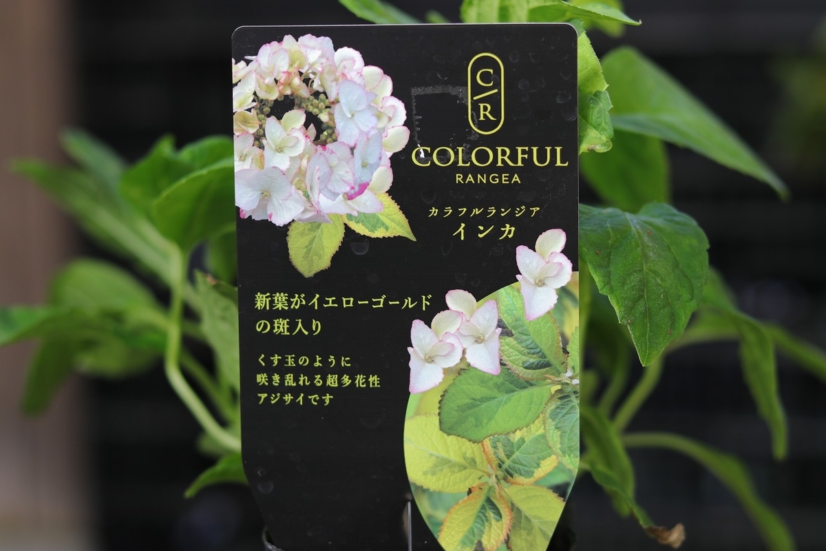 カラフルな紫陽花「カラフルランジア」の魅力 #斑入り - GP-Yamacho
