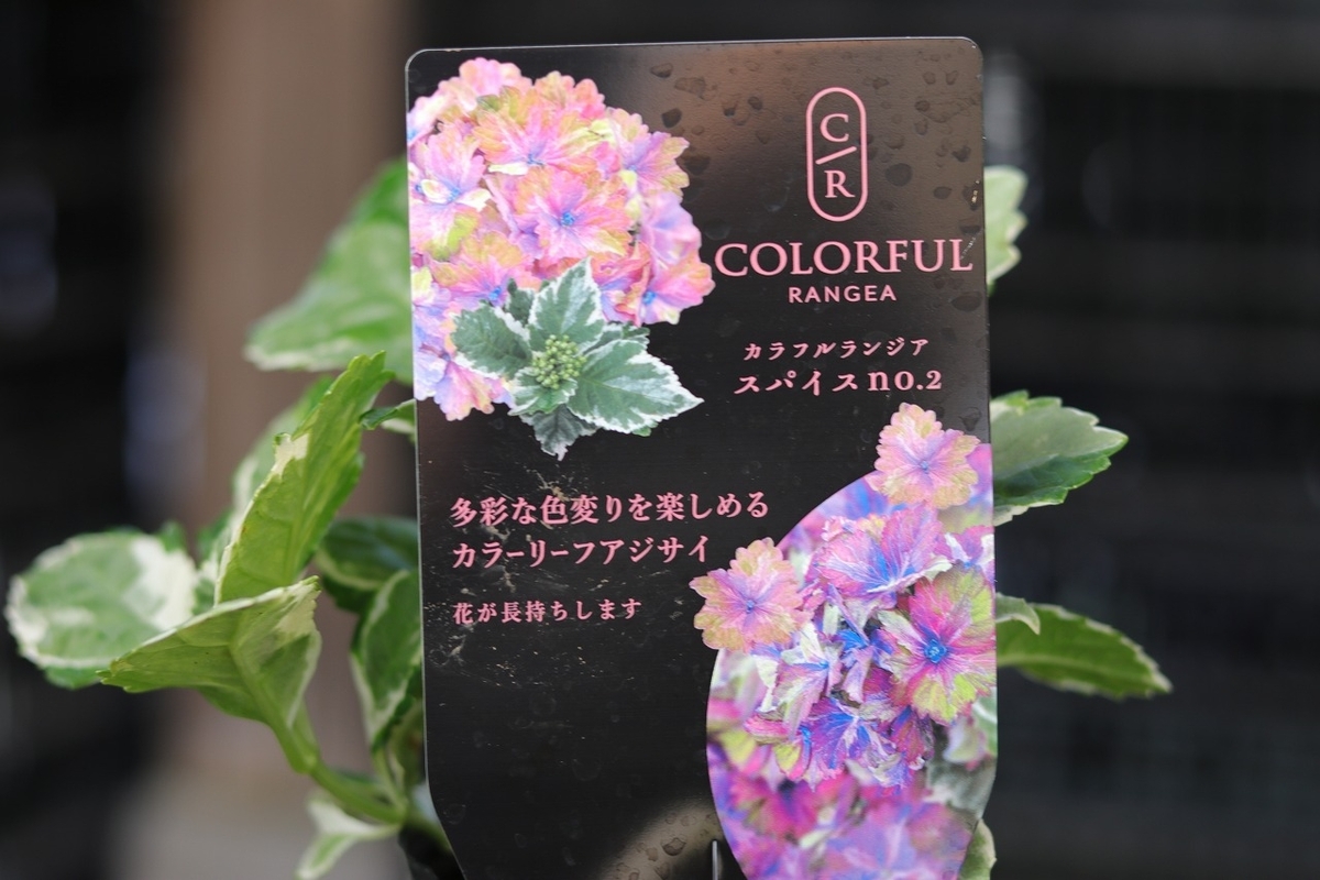 カラフル　バリーエーション♦♦♦花模様選集 カラフルな紫陽花「カラフルランジア」の魅力 #斑入り - GP-Yamacho