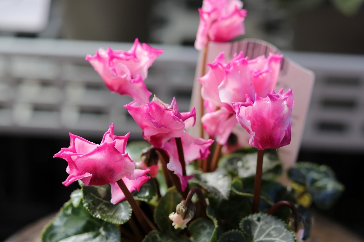 グリーンプラザ山長（奈良県生駒市） - 冬のピンクの花おすすめ5選