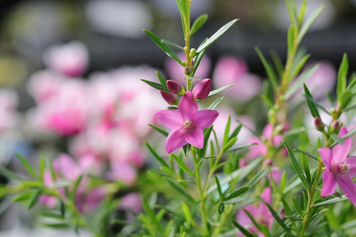 サザンクロス ピンク 3.5号ポット苗 寄せ植え 花壇