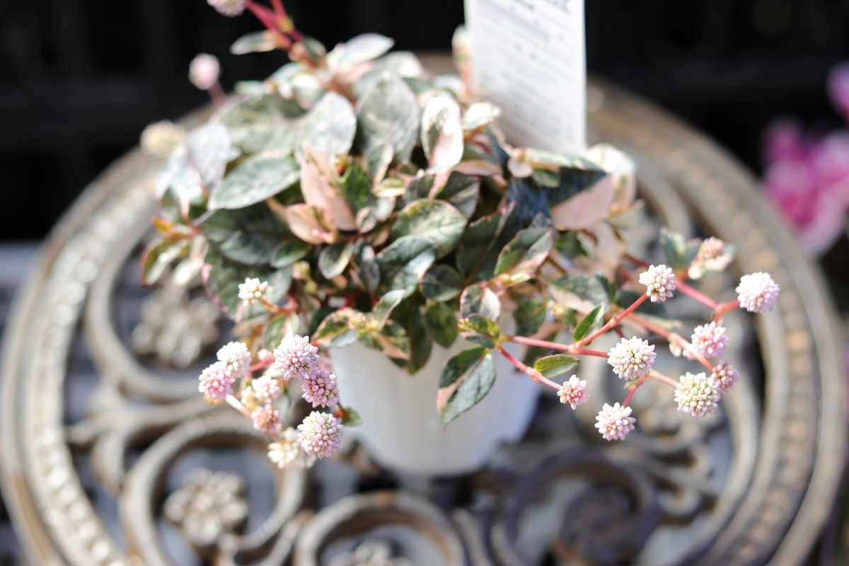 斑入り ポリゴナム セレブピンク 2.5〜3号ポット苗 ヒメツルソバ 寄せ植え 鉢植え 花壇 春の花 秋の花 花 苗 初心者 グランドカバー カラーリーフ 希少