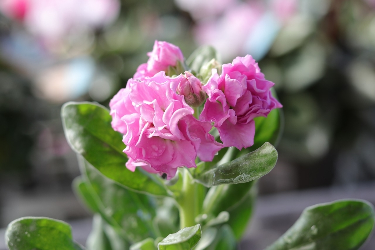 グリーンプラザ山長（奈良県生駒市） - 冬のピンクの花おすすめ5選