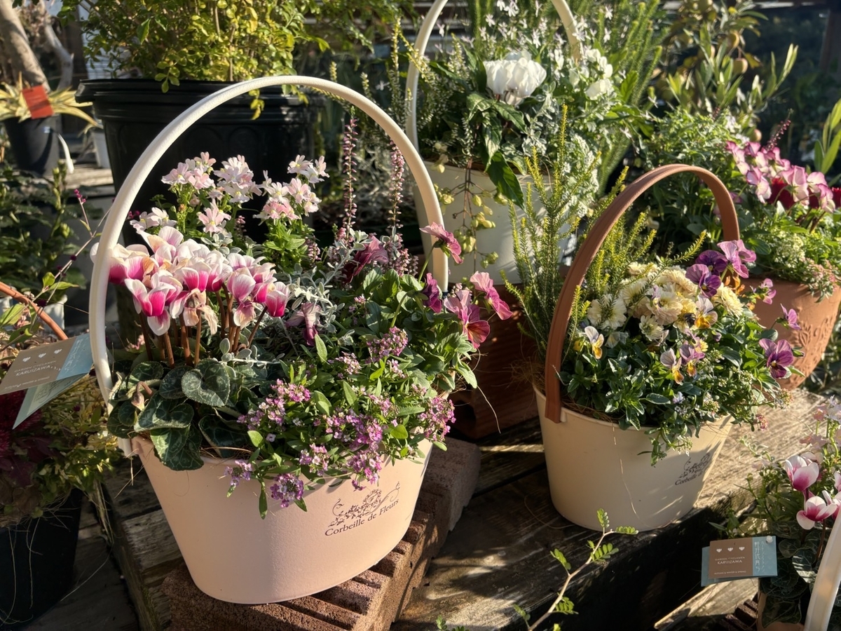 冬の寄せ植え特集！華やかな寄せ植え♪ #寄せ植え #冬の花 - GP-Yamacho