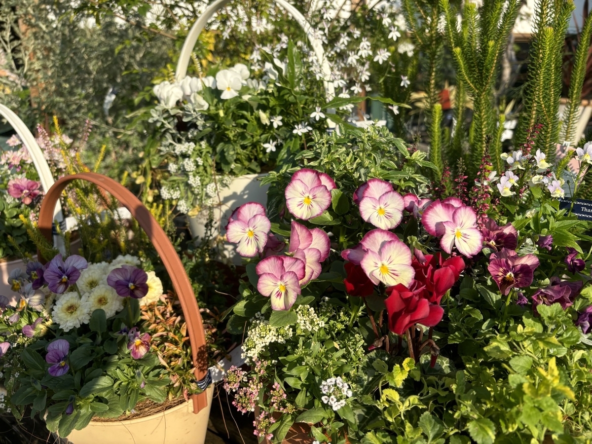 冬の寄せ植え特集！華やかな寄せ植え♪ #寄せ植え #冬の花 - GP-Yamacho