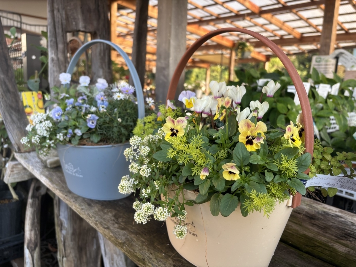 大人可愛い冬のスクエアガーデン 寄せ植え 冬の寄せ植え特集！華やかな寄せ植え♪ #寄せ植え #冬の花 - GP-Yamacho