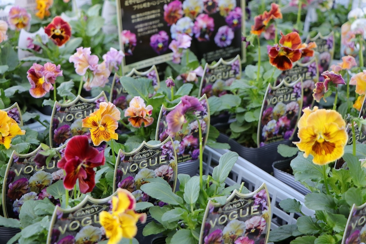 ビオラ×パンジー！魅力的なフリル咲き品種♪ #パンジー #ビオラ - GP