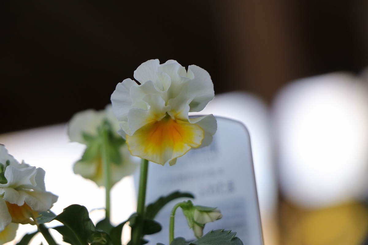 フリル咲き ビオラ ふわたま 3.5号ポット苗 花日和オリジナル 寄せ植え 花壇 鉢植え お洒落 おしゃれ 可愛い かわいい 春の花 冬の花 花 苗 初心者