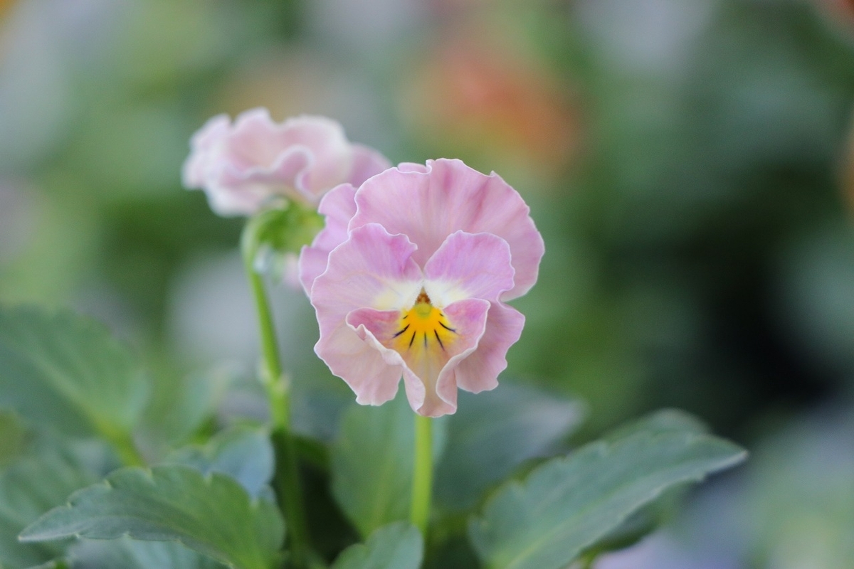 ビオラ ヌーヴェルヴァーグ アンジュ 3.5号ポット苗 NouvelleVague 寄せ植え 花壇 鉢植え お洒落 オシャレ 冬の花 花