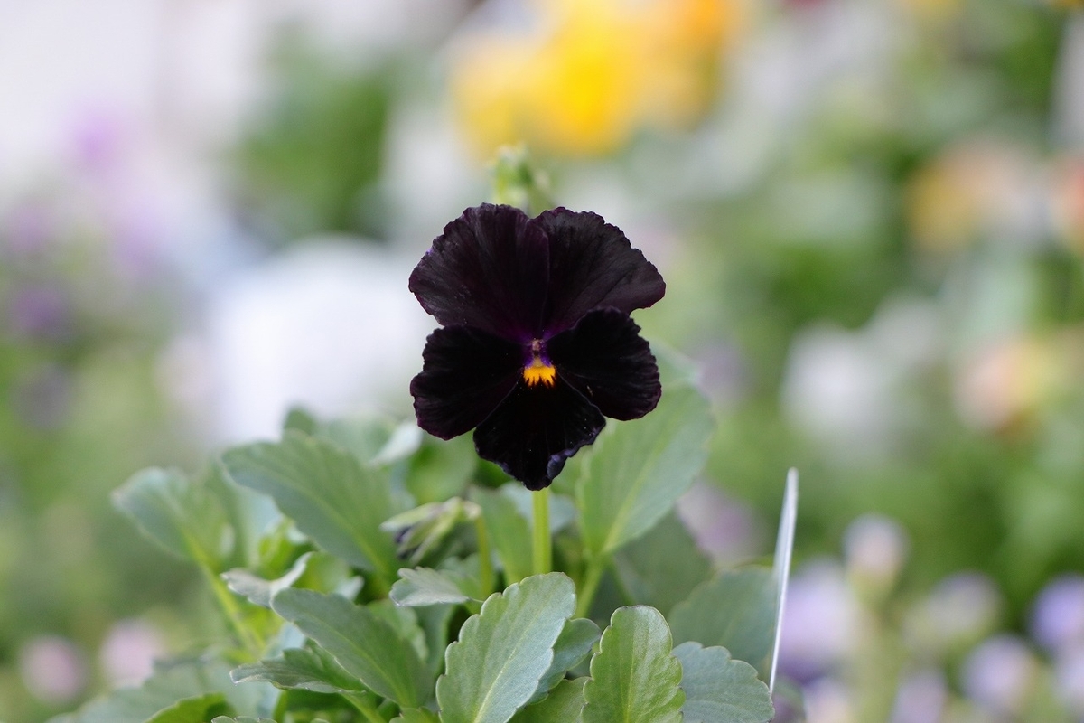 ビオラ ヌーヴェルヴァーグ パピヨンノワール 3.5号ポット苗 NouvelleVague 寄せ植え 花壇 鉢植え お洒落 おしゃれ 可愛い 春の花 冬の花 花 苗 初心者 希少