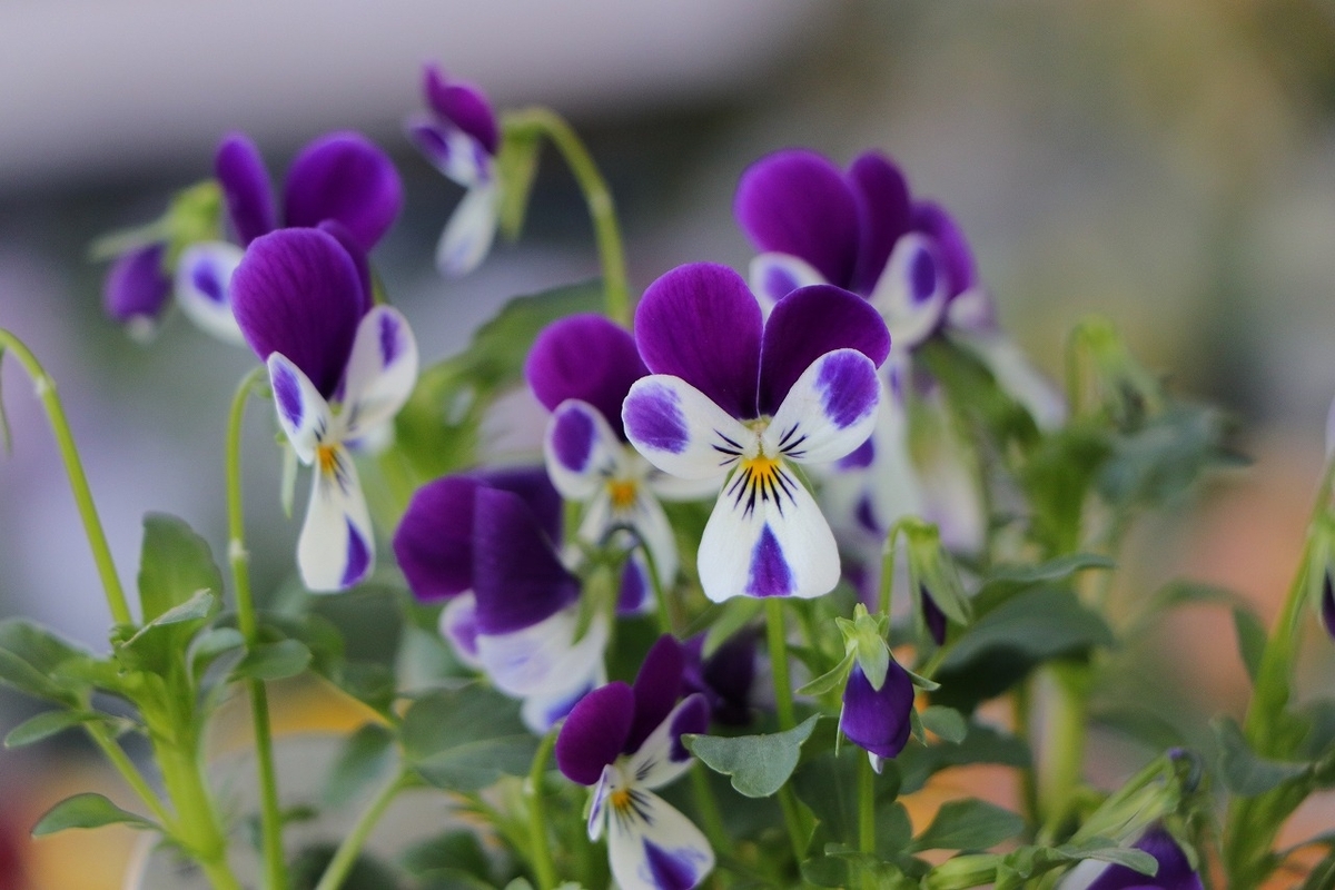うさぎ耳ビオラ ブルーラビット 3.5号ポット苗 ビオラ 福花園 寄せ植え 花壇 鉢植え お洒落 おしゃれ 可愛い かわいい 春の花 冬の花 花 苗 初心者