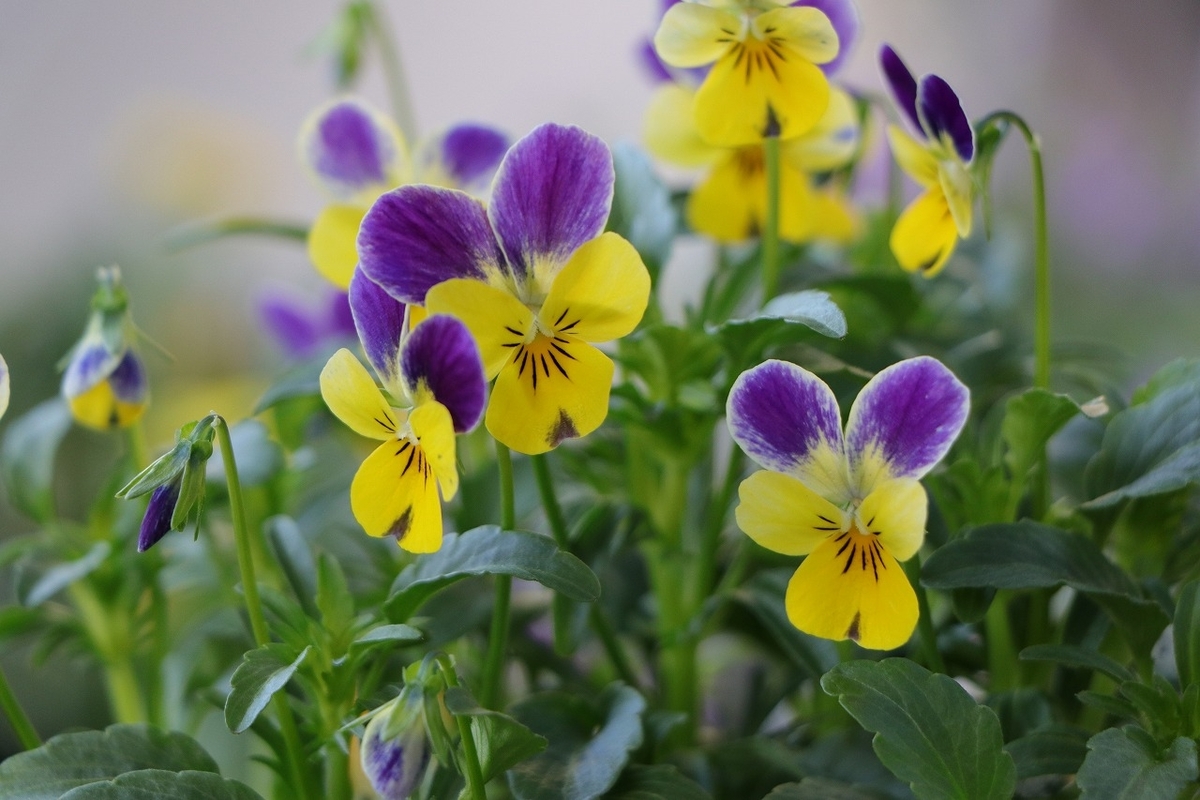 花色とフリルの魅力！パンジー シュガーボンボン - GP-Yamacho