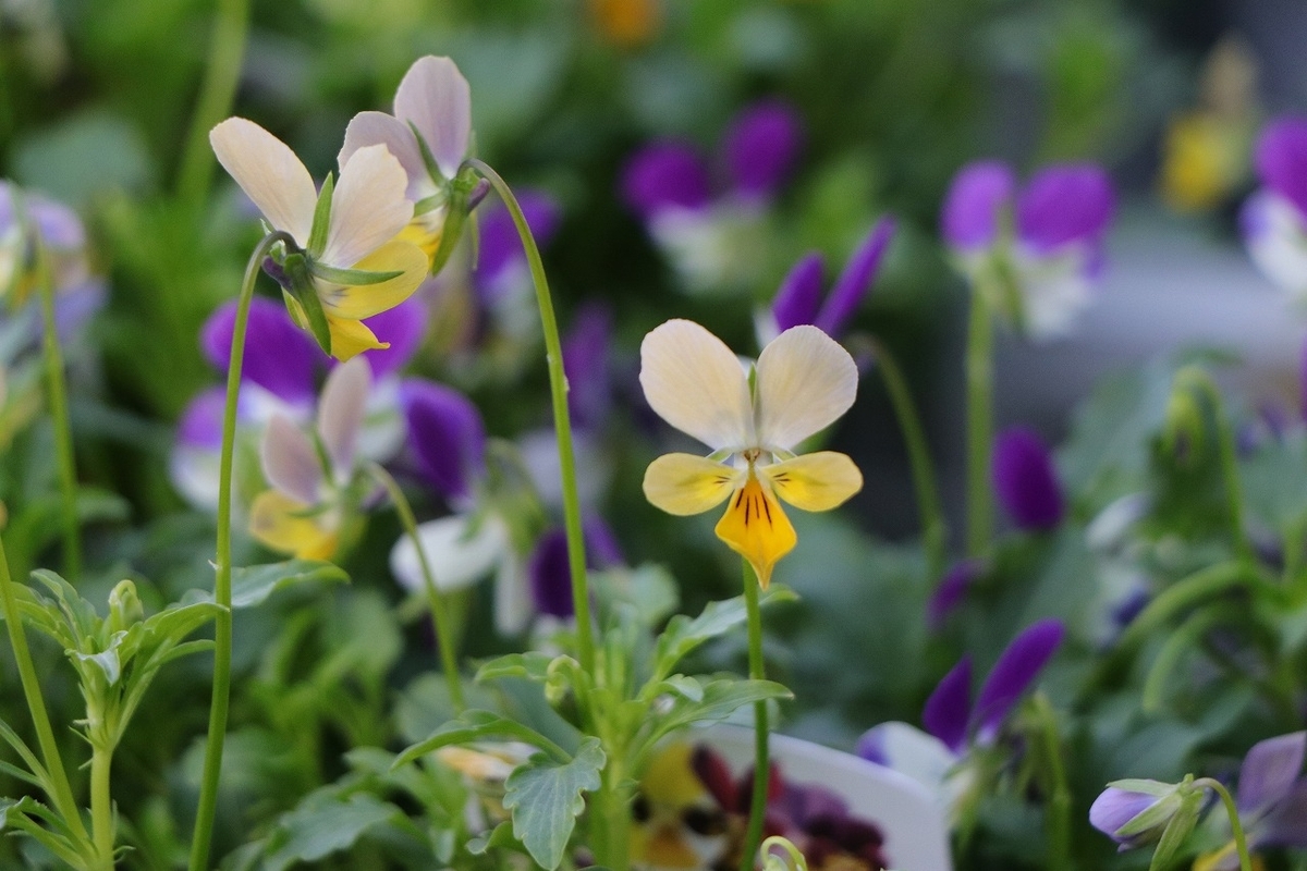極小輪ビオラ ミミラパン アソート 3号ロングポット苗 花日和オリジナル 寄せ植え 花壇