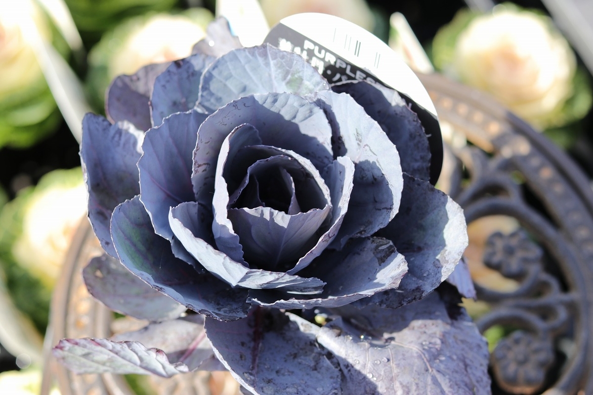 ハボタン パープルステン 丸葉 3号ポット苗 葉牡丹 寄せ植え 花壇