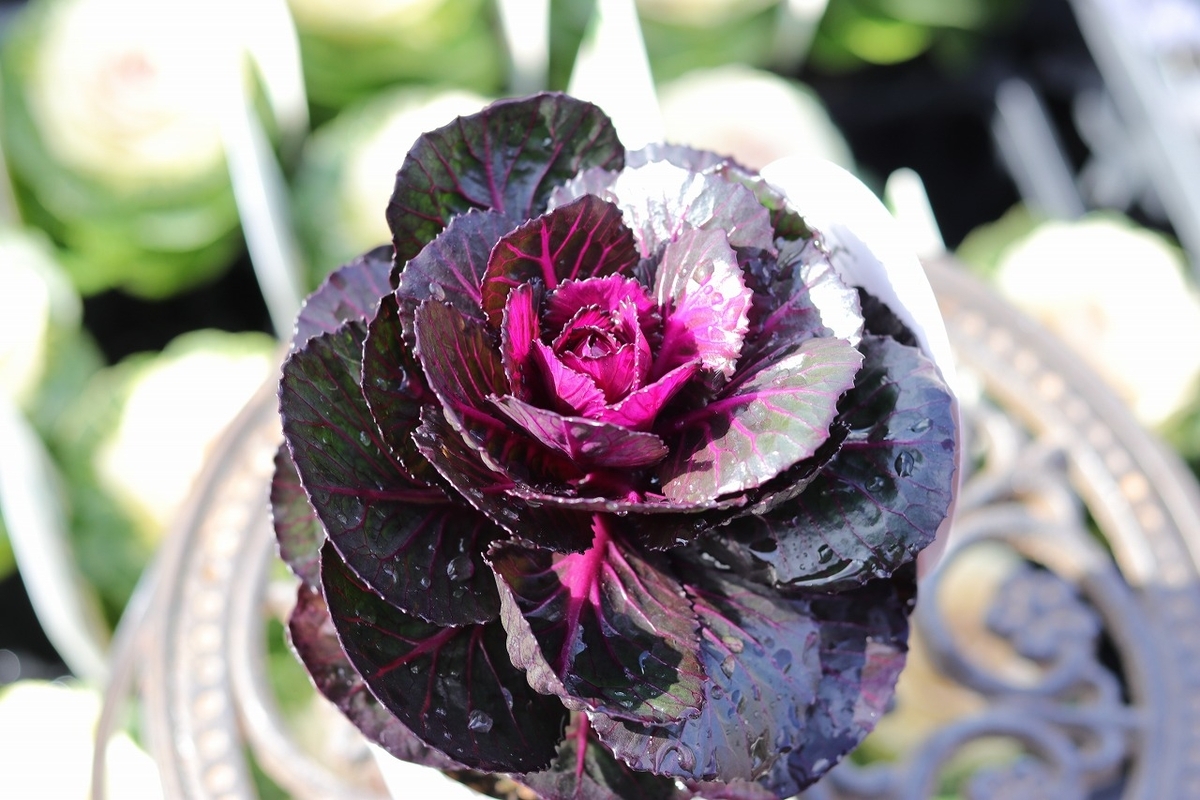 ハボタン 光子 ブラックパール 3.5号ポット苗 葉牡丹 寄せ植え 花壇 カラーリーフ 鉢植え お洒落 オシャレ 冬の花 花