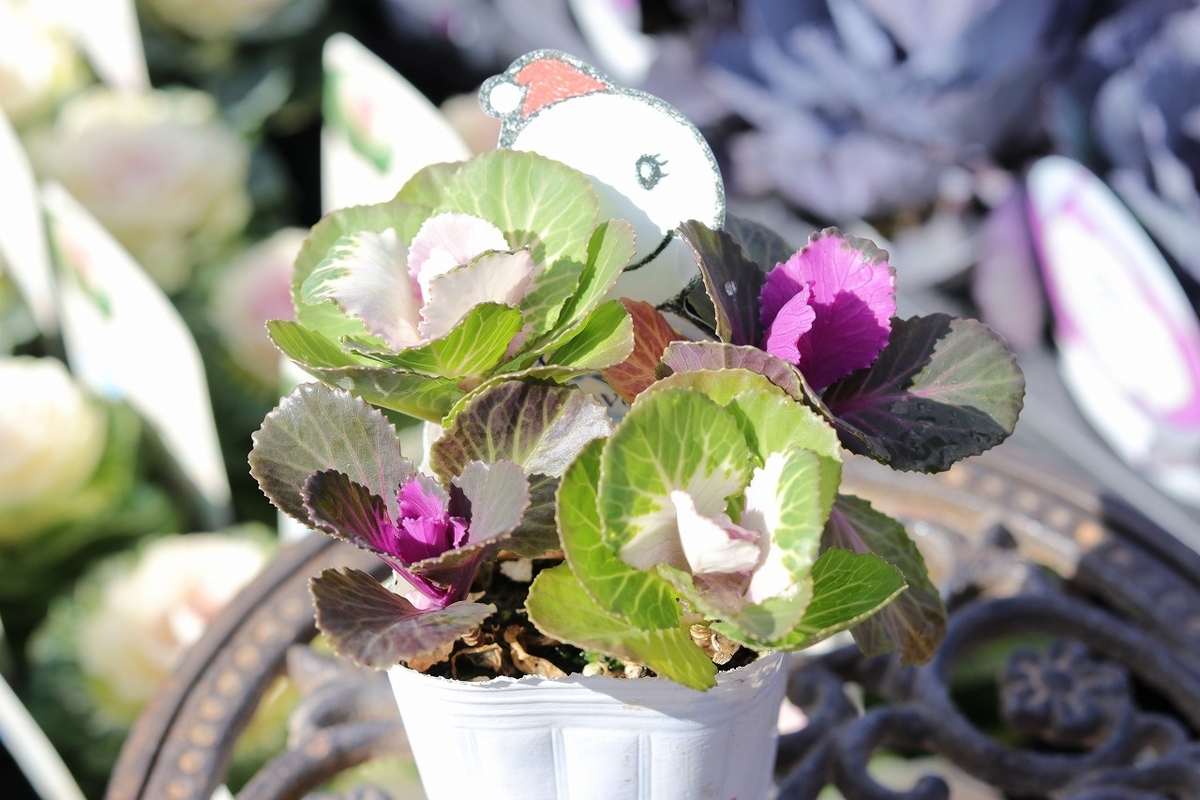 ハボタン らぶらぶ 3〜4本ブーケ仕立て 2.5号ロングポット苗 葉牡丹 寄せ植え 花壇