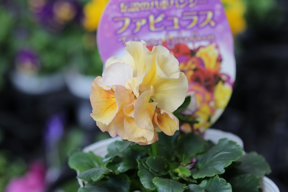八重咲き パンジー ファビュラス アソート 3.5号ポット苗 ファビラス 伝説のパンジー 寄せ植え 花壇 鉢植え お洒落 可愛い 春の花 冬の花 花 苗 初心者 希少
