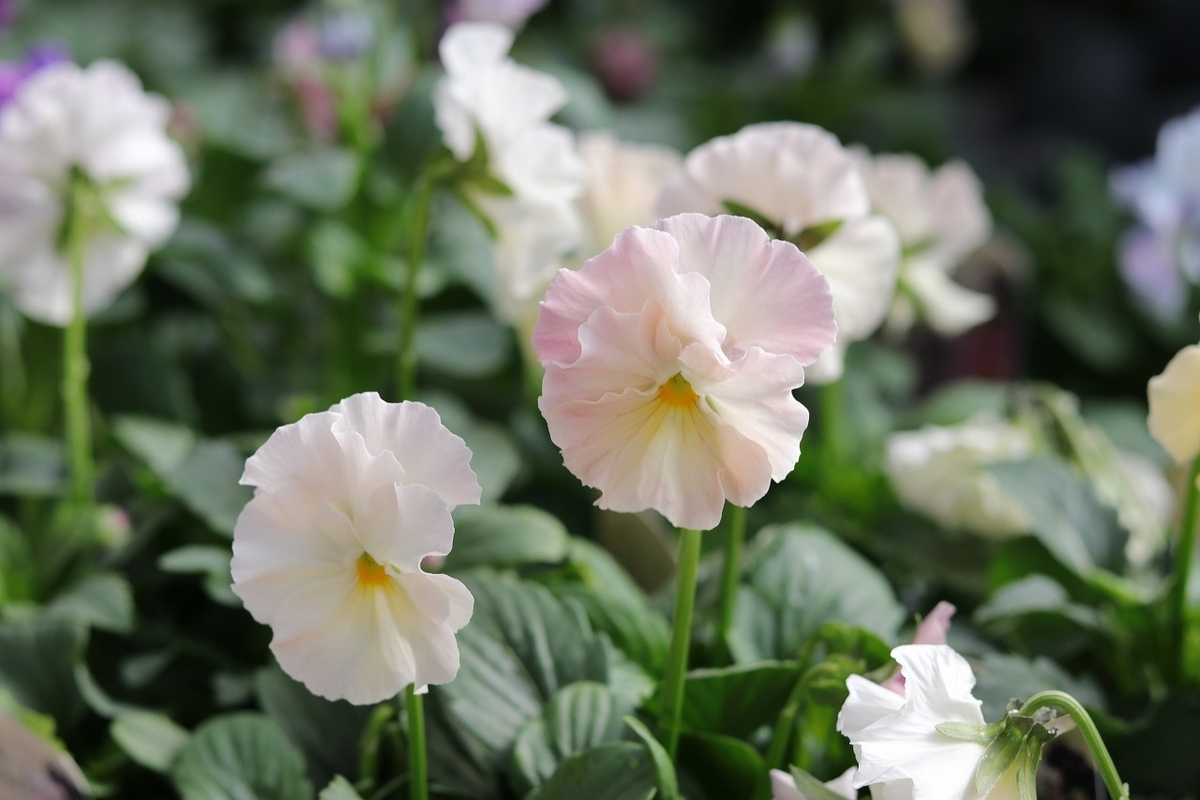 フリル咲き パンジー シエルブリエ アソート 3号ロングポット苗 花日和オリジナル 寄せ植え 花壇 鉢植え お洒落 オシャレ 冬の花 花