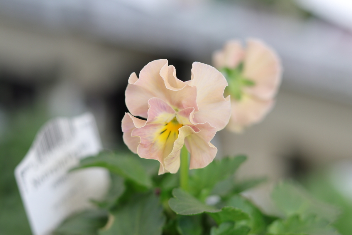 ビオラ ヌーヴェルヴァーグ アンジュ 3.5号ポット苗 NouvelleVague 寄せ植え 花壇 鉢植え お洒落 オシャレ 冬の花 花