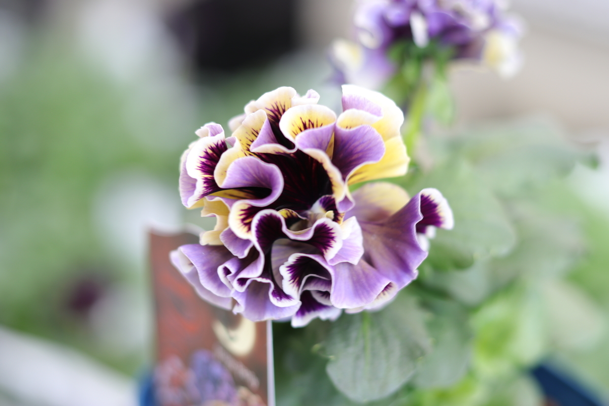 パンジー ドラキュラ アソート 3.5号ポット苗 Dracula 寄せ植え 花壇 鉢植え お洒落 オシャレ 冬の花 花 希少種