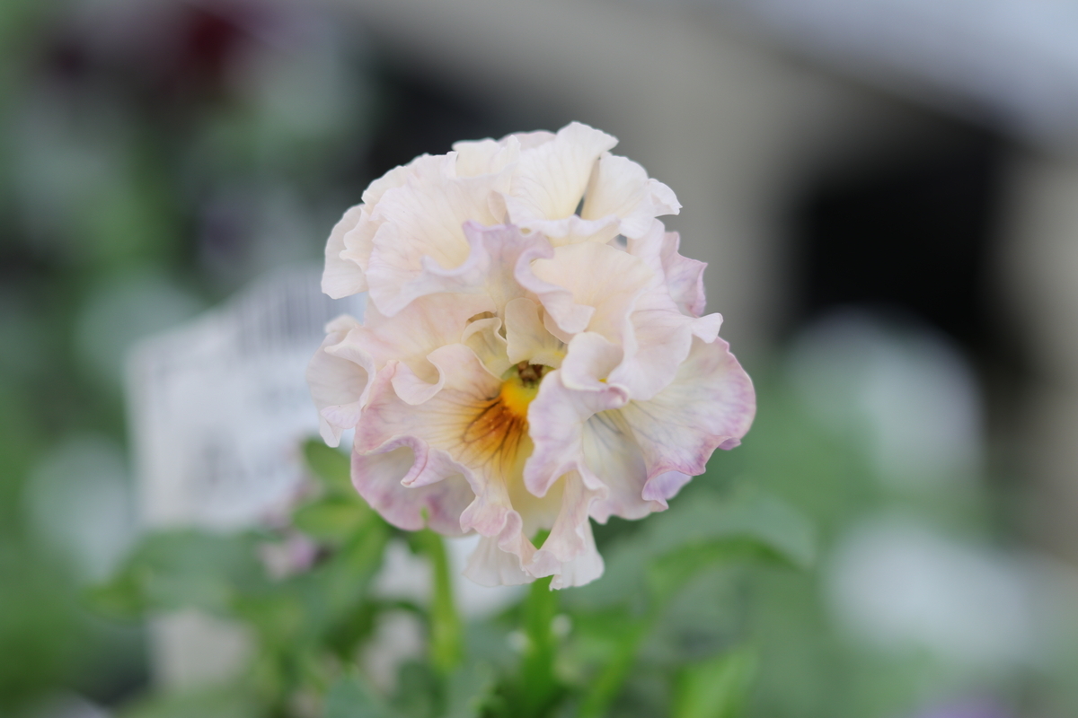 フリル咲き パンジー ローブ・ドゥ・アントワネット アソート 3.5号ポット苗 RobedeAntoinette 寄せ植え 花壇 鉢植え お洒落 オシャレ 冬の花 花