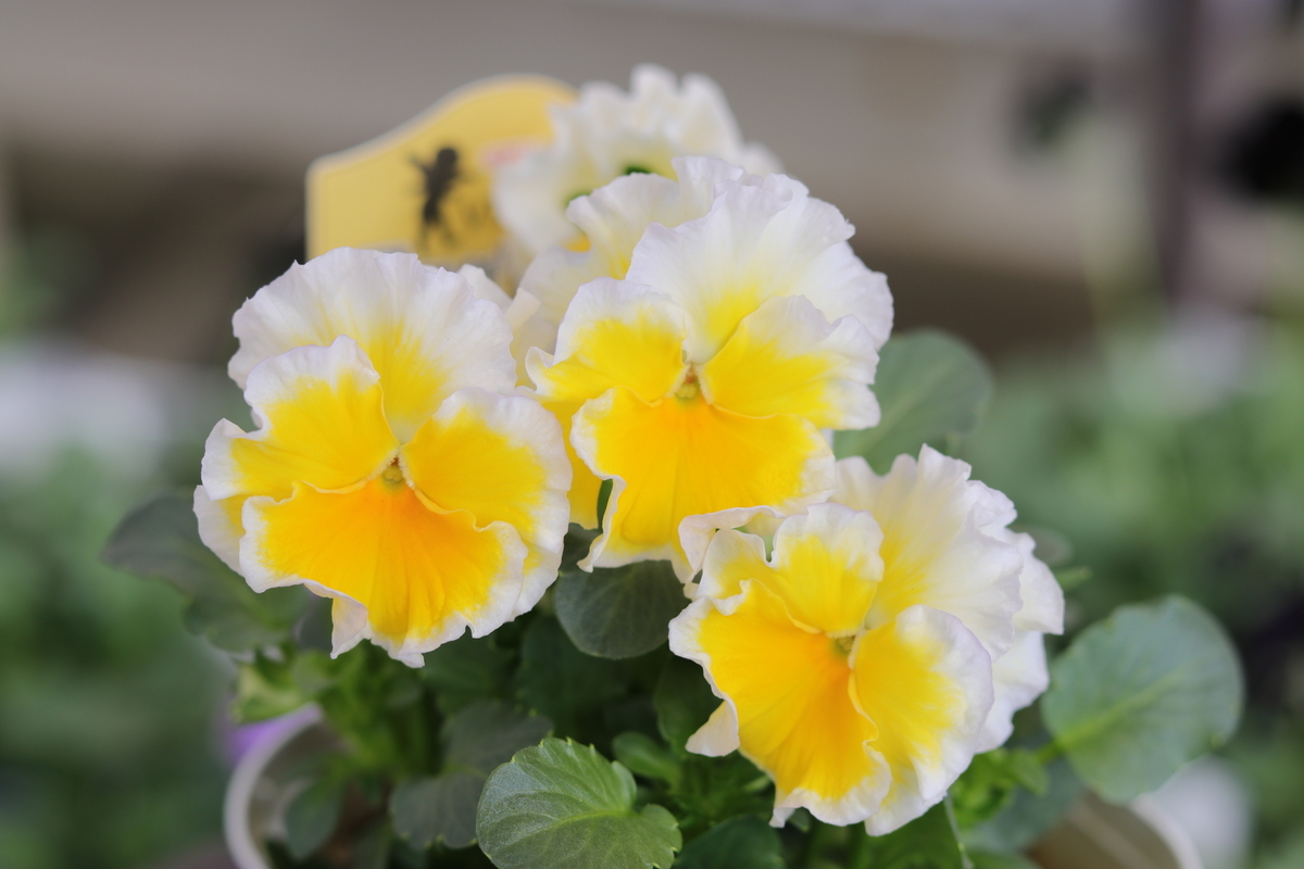 フリル咲き ビオラ エッグタルト 3.5号ポット苗 寄せ植え 花壇
