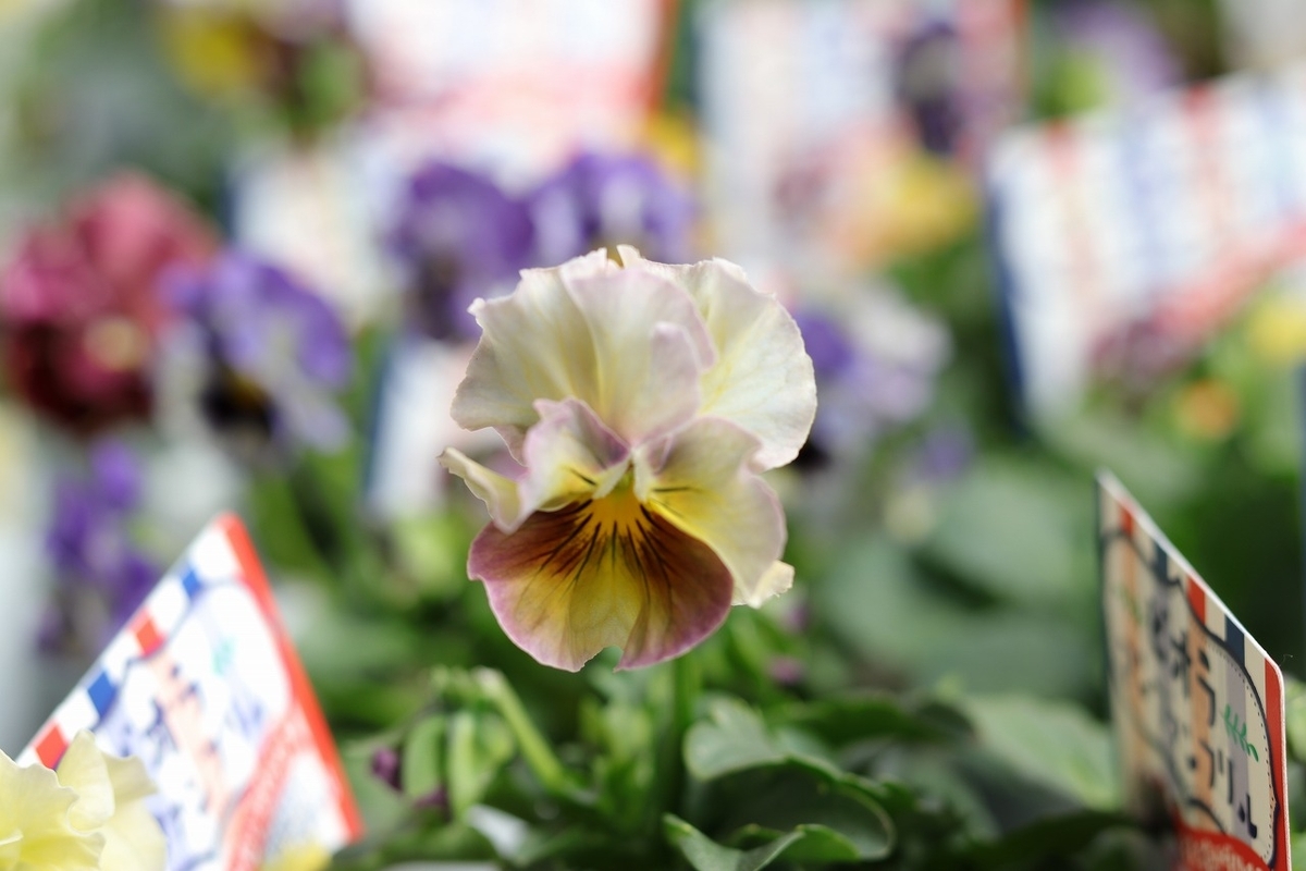 フリル咲き ビオラ アンファンフリル アソート 3〜3.5号ポット苗 寄せ植え 花壇 鉢植え お洒落 おしゃれ 可愛い 春の花 冬の花 花 苗 初心者