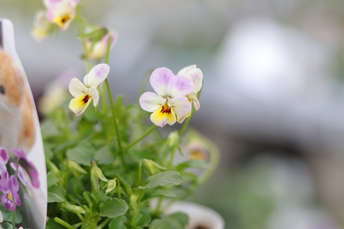 極小輪 ビオラ 子にゃんこビオラ フルーレット 3〜3.5号ポット苗 寄せ植え 花壇 鉢植え お洒落 おしゃれ 可愛い かわいい 春の花 冬の花 花 苗 初心者
