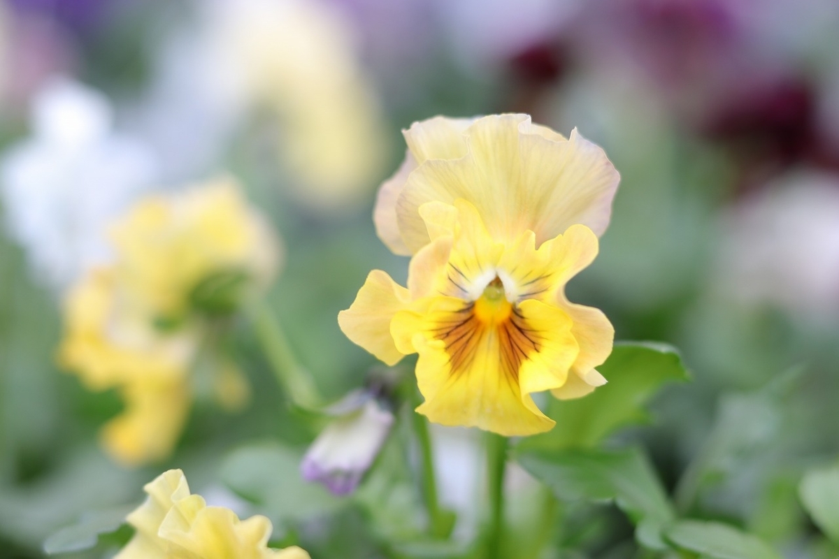 フリル咲き パンジー シエルブリエ アソート 3号ロングポット苗 花日和オリジナル 寄せ植え 花壇 鉢植え お洒落 オシャレ 冬の花 花