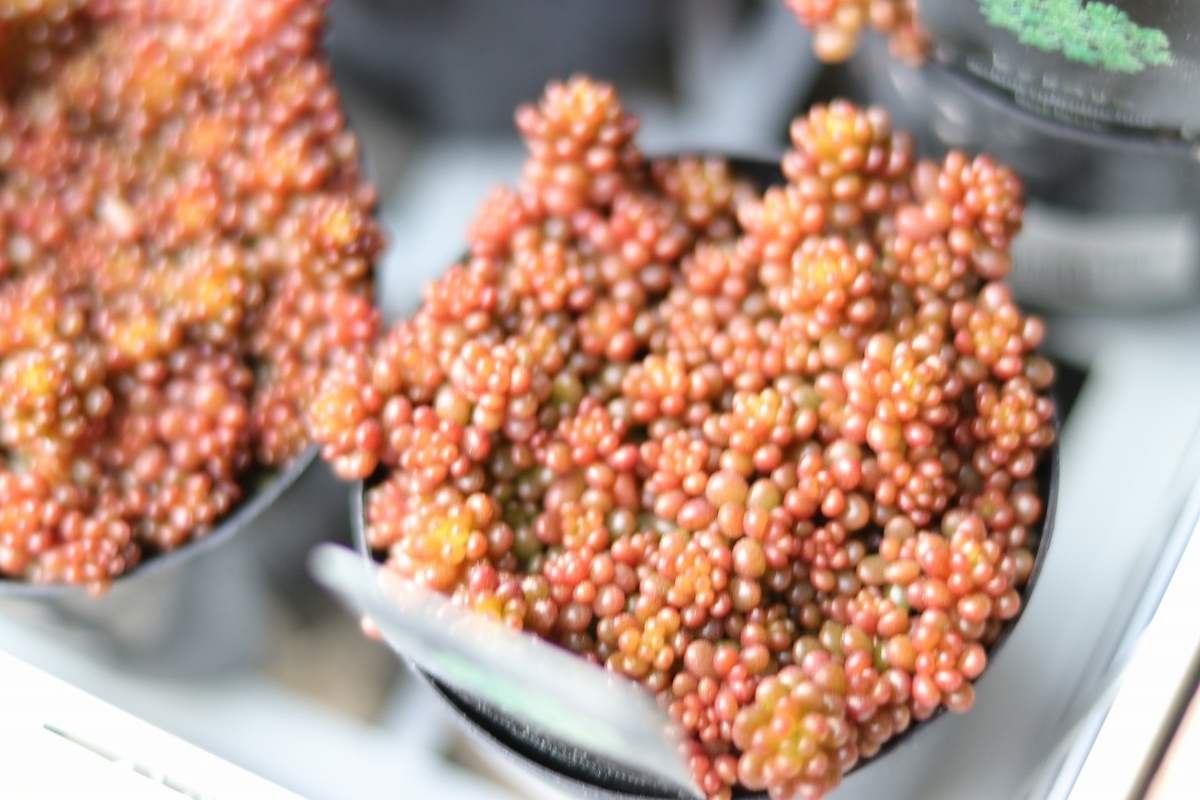 紅葉　セダム 62ebe3fa59373318d2d7b8866b986c