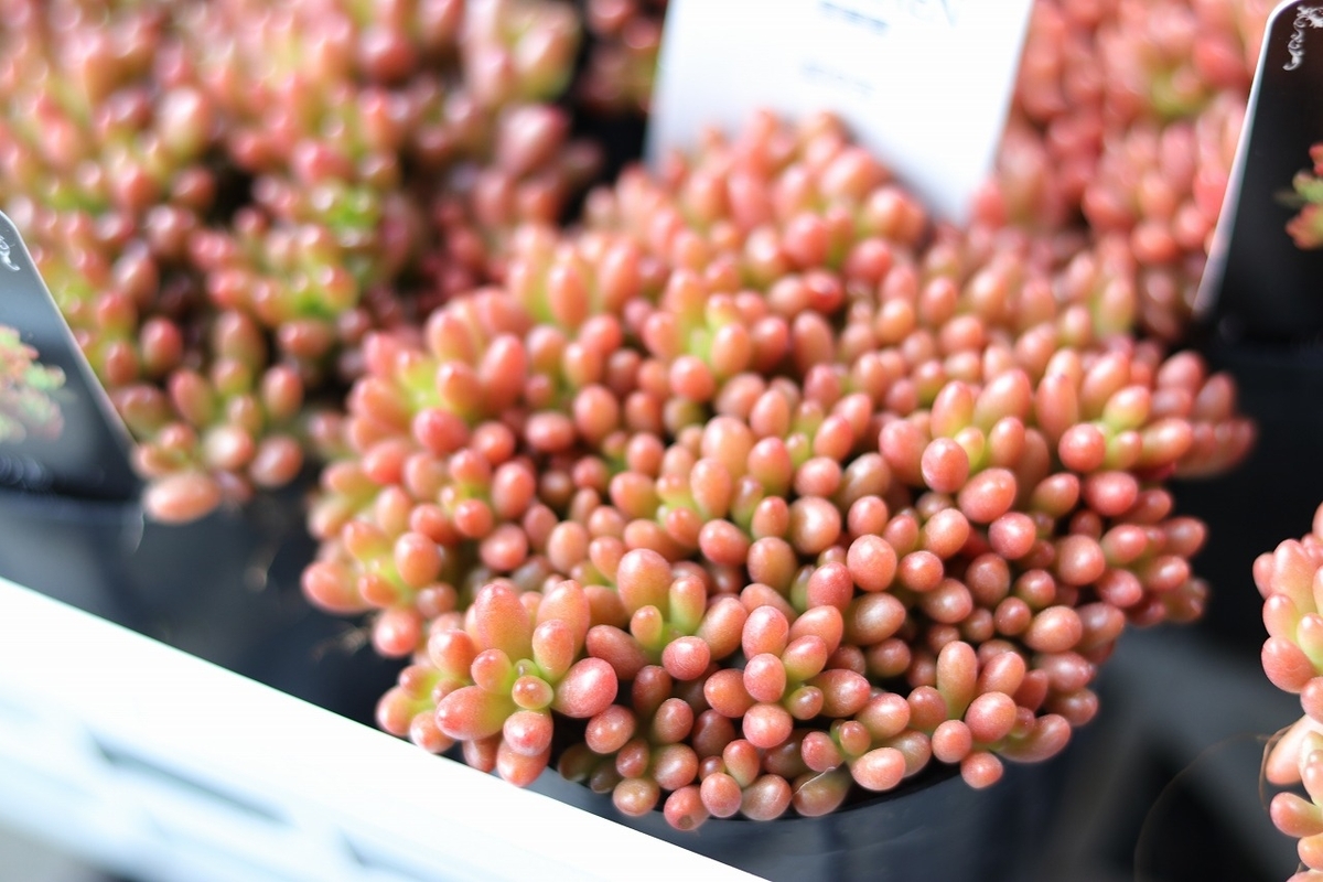 紅葉　セダム 62ebe3fa59373318d2d7b8866b986c